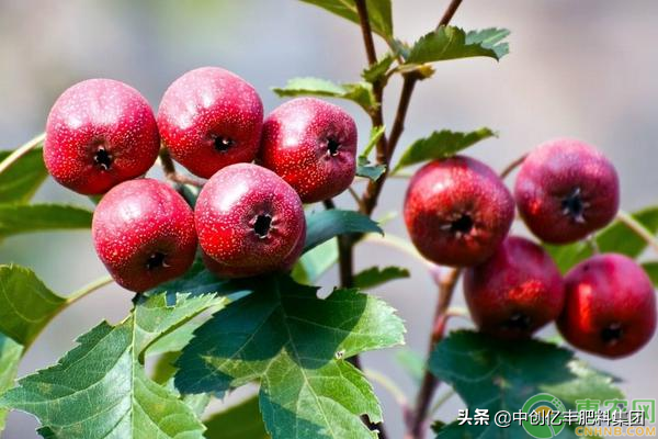 山楂高产种植技巧介绍