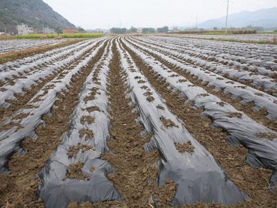 毛豆夏季需求量大，春季如何种植管理才能提前上市抢占先机？