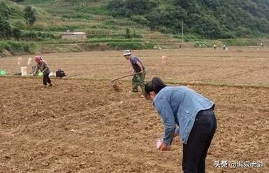 芝麻播种时不可忽视的“小”问题