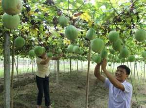 河南小瓜种植基地(淮滨：脱贫小瓜篓结出致富大果实)