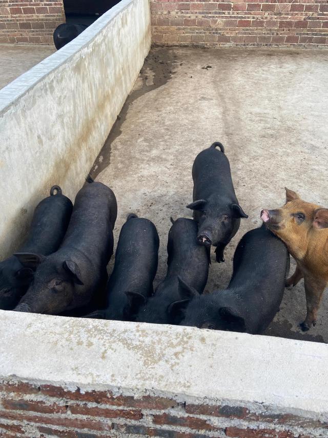 种稔子、酿红酒、养香猪