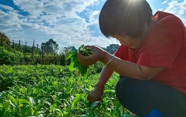 这一种农村地区的传统种植习惯，应严令禁止！专家：危害健康