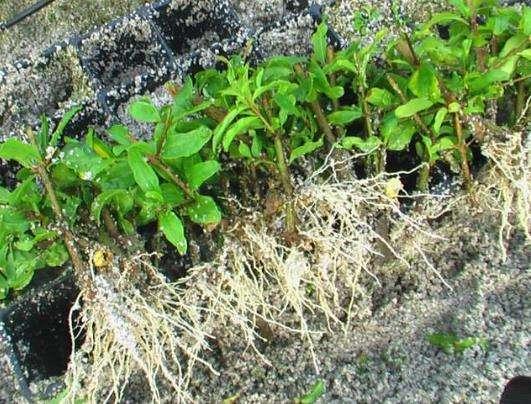 盆栽石榴，6个养护重点，开满红花挂红果，变身老桩美“盆景”