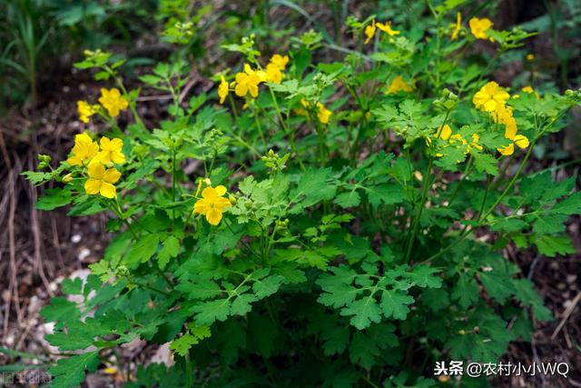 黄连栽培技术，过程都在这里了，需要的朋友可以收藏