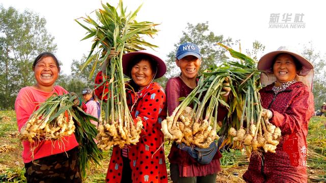 千城百县看中国｜湖北南漳：大姜收获助农增收