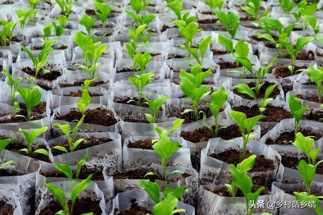 谷雨到，什么蔬菜该种植？哪些农事要注意？没人能告诉你