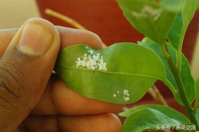 在室内养茉莉花掌握7个技巧，盆栽养着也不担心没有花朵