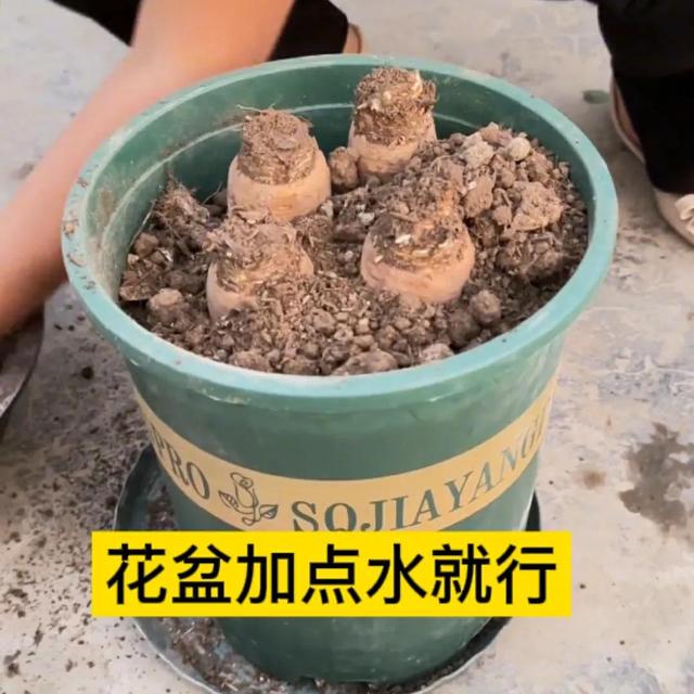 12月份还能种什么菜？这8种耐寒菜可以种，天气越冷越好吃