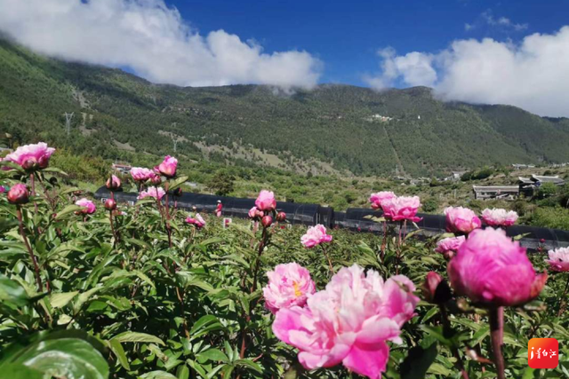 青九一家亲丨大山坳里建起中藏药科研基地