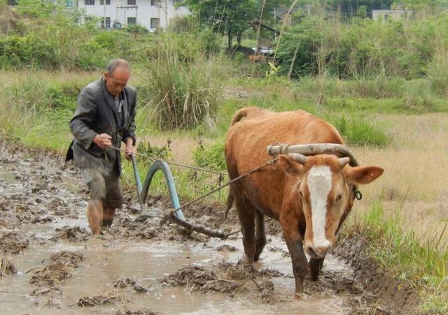 种田不挣钱，但民还在种，到底什么原因？