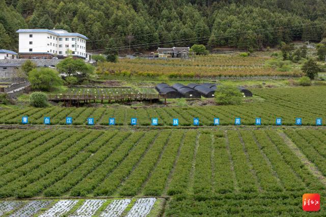 青九一家亲丨大山坳里建起中藏药科研基地