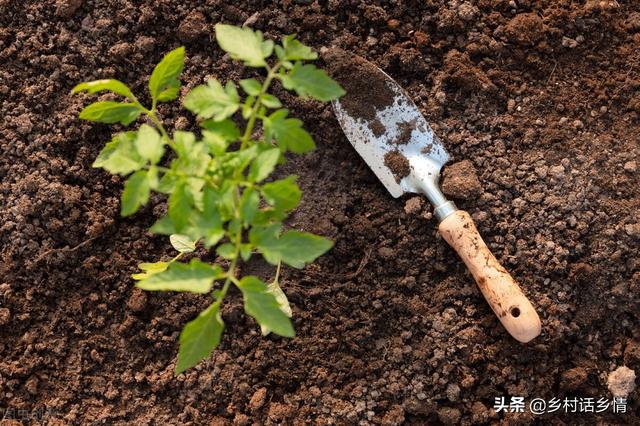 谷雨到，什么蔬菜该种植？哪些农事要注意？没人能告诉你