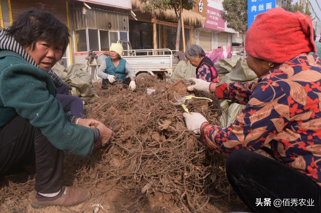 农民种植何首乌，为当前火爆中药材，亩产高达6000斤，存潜在风险