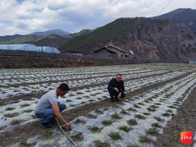 青九一家亲丨大山坳里建起中藏药科研基地