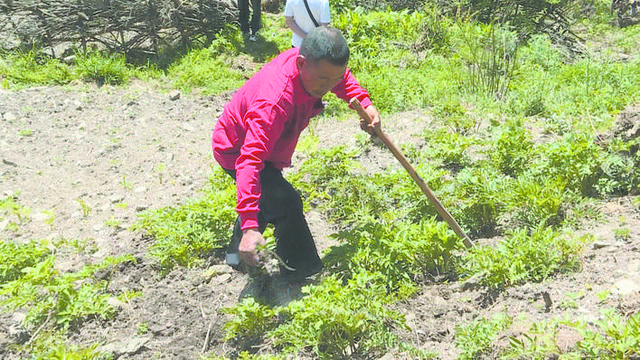 种植中药材 圆了致富梦——九寨沟县保华乡灵保村张玉平脱贫侧记