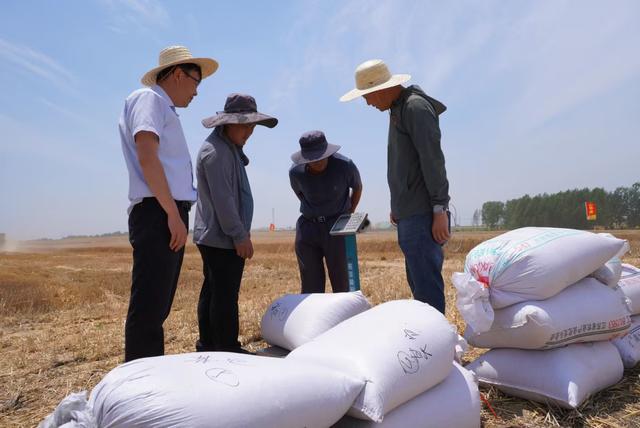 组图丨沂南：贫瘠之地，合作社小麦喜获丰收