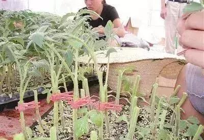 11个种菜小技巧丨简单，易学，省钱，还能增加种植收益