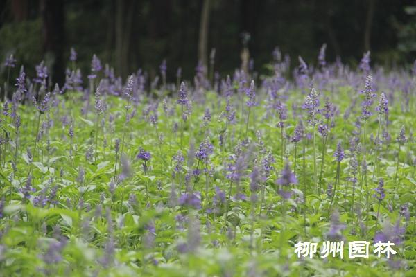 蓝花鼠尾草在都乐公园美丽绽放