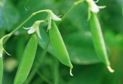 扁豆栽种难度大，掌握好种植要点与科学管理技术，同样收获高效益