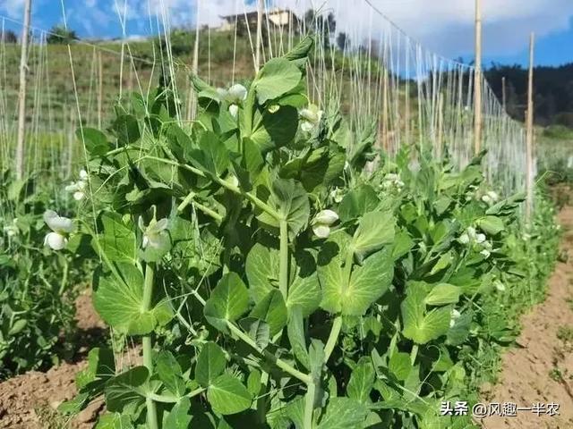 豌豆秋种的技术要点