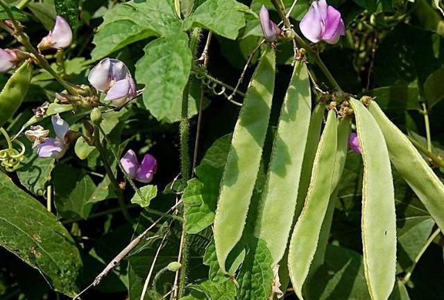 扁豆栽种难度大，掌握好种植要点与科学管理技术，同样收获高效益