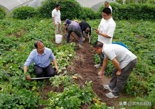 亩产5000斤，长得似黑炭，富含花青素，5元1斤却被质疑是转基因