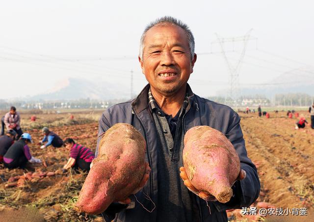 红薯怎样施肥浇水才能结得多产量高？重点抓好“3肥”和“4水”