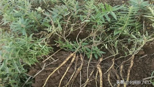 黄芩苗什么时间种植最好，黄芩苗的种植方法