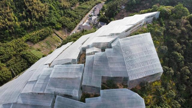 种植中插秧密度的变化，对早熟水稻生长和产量带来了什么影响？