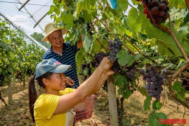 年产量46.1万吨市场却少见，长沙本地水果都去哪了