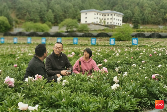 青九一家亲丨大山坳里建起中藏药科研基地