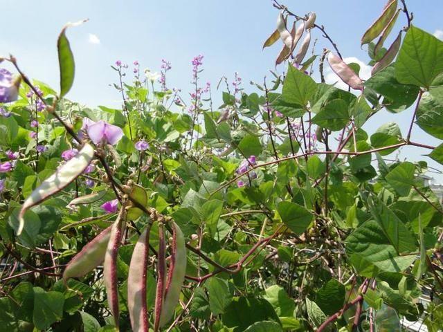 扁豆栽种难度大，掌握好种植要点与科学管理技术，同样收获高效益