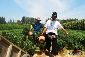 草莓种植投资(农民回乡搞种植，寻求5种亩收入能达到一万元的农作物，可行吗？)