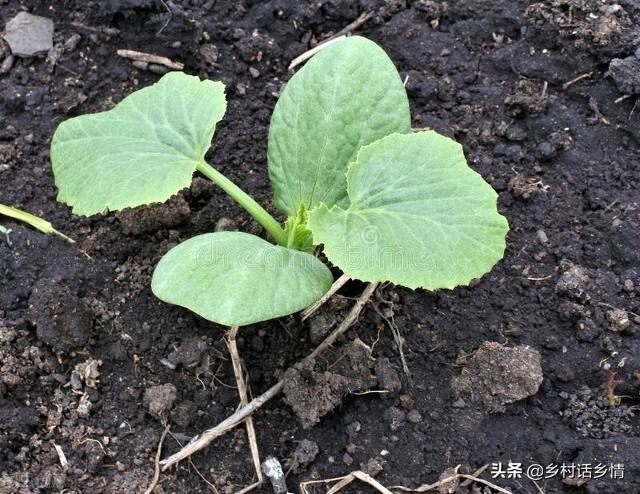 谷雨到，什么蔬菜该种植？哪些农事要注意？没人能告诉你