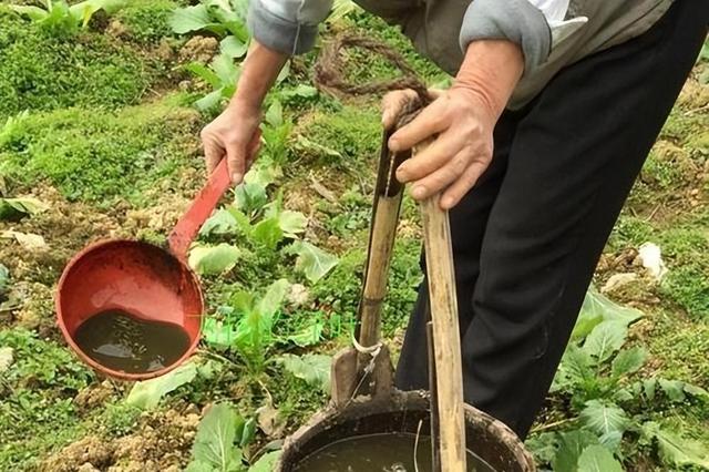 这一种农村地区的传统种植习惯，应严令禁止！专家：危害健康