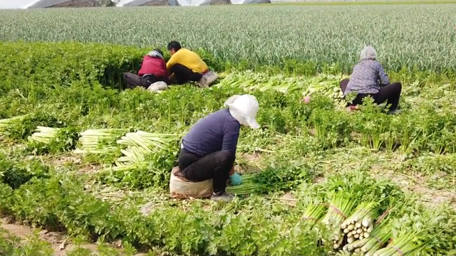 芹菜冬季种植问题多，农户掌握3步，防冻又增产