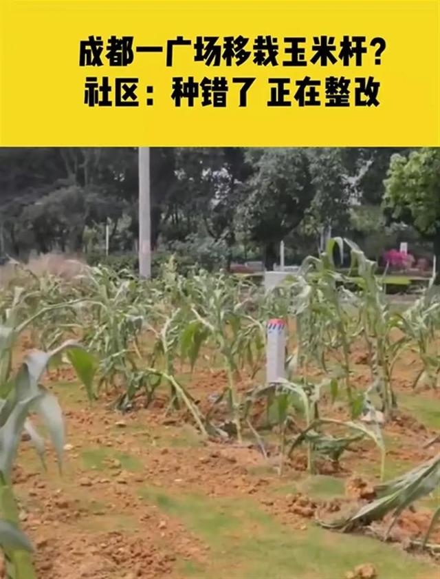 成都一广场上移栽玉米苗？网友：连拔苗助长都自愧弗如；