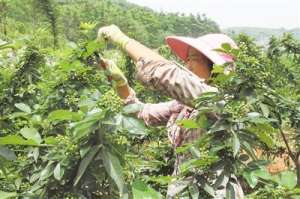 贵州种植野生花椒(长底青花椒再拓增收路)