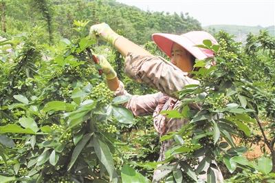 长底青花椒再拓增收路