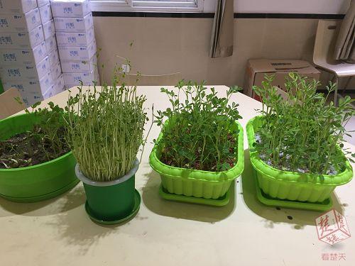 城市取土不方便？无土种植蔬菜受学生热捧