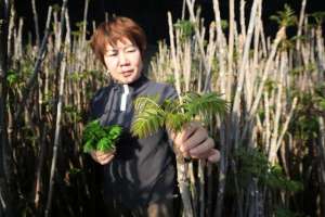 露天香椿种植密度(85后幼师辞职转行新农人，大棚内种香椿1斤最高卖90元，1年挣多钱)