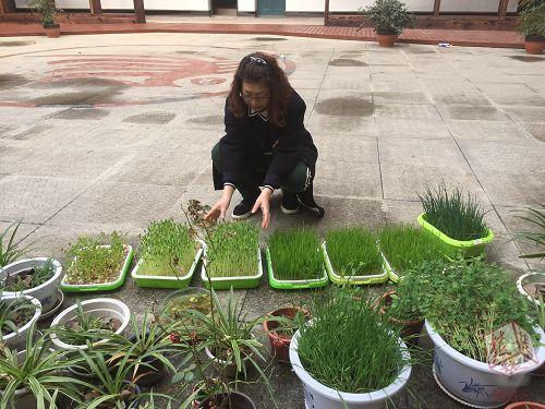 城市取土不方便？无土种植蔬菜受学生热捧