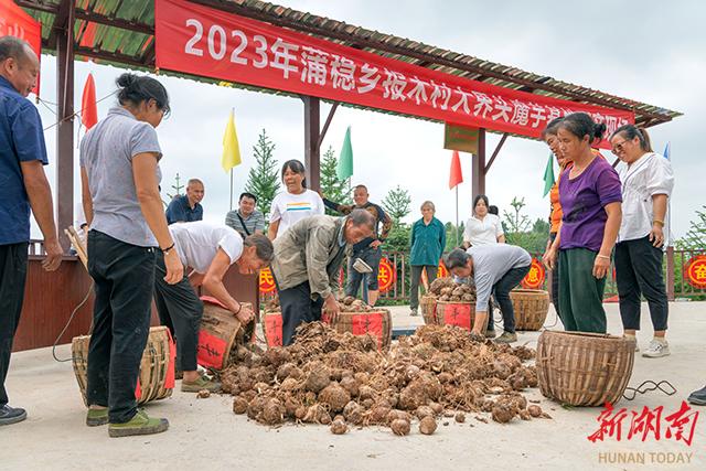 双节来临，会同的农户们跟我们分享魔芋丰收的喜悦