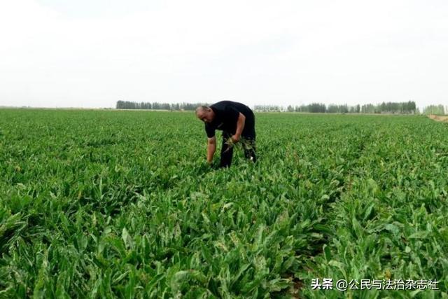 石家庄市以岭药业在“中国板蓝根之乡”建设5500亩种植基地