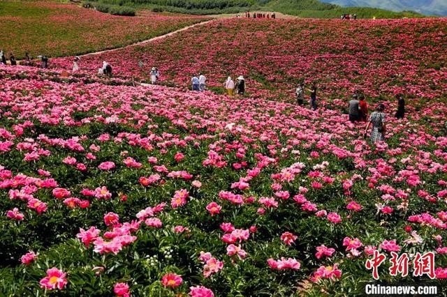 甘肃古浪：夏日千亩芍药花竞相绽放