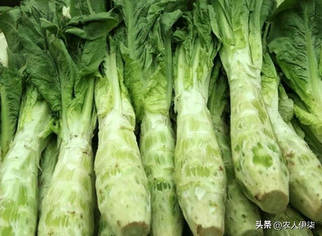 寒露以后还能种什么绿叶蔬菜？这五种蔬菜都可以种植