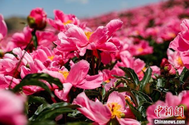 甘肃古浪：夏日千亩芍药花竞相绽放