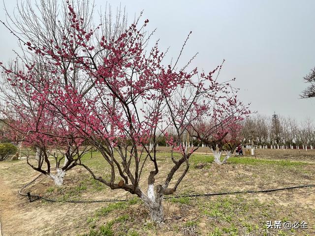 这8种观花丛生苗，在北方最畅销