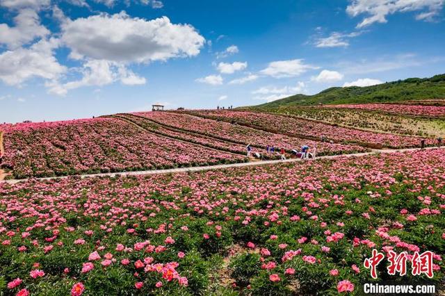 甘肃古浪：夏日千亩芍药花竞相绽放