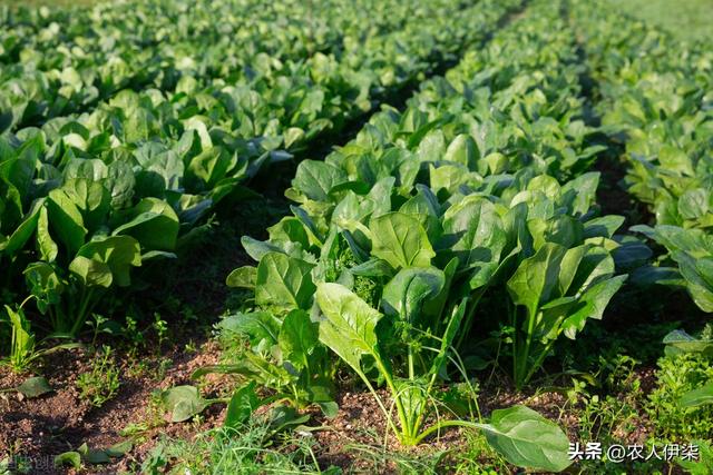 寒露以后还能种什么绿叶蔬菜？这五种蔬菜都可以种植